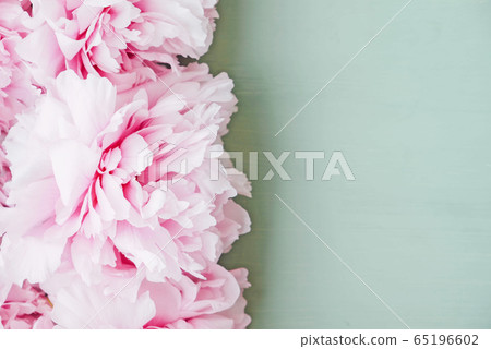 Beautiful pastel pink peony flowers in full bloom on mint green background. Beautiful pastel pink peony flowers in full bloom on mint green background. 65196602