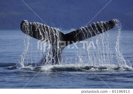 座頭鯨 65196913