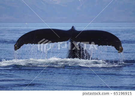 座頭鯨 65196915