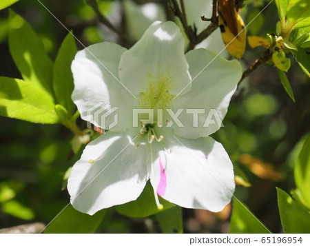 Satsuki flower Satsuki Satsuki flower Satsuki 65196954