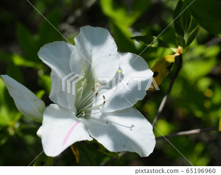 Satsuki flower Satsuki Satsuki flower Satsuki 65196960