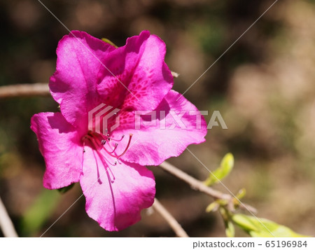 Satsuki Flower Uzuki 65196984