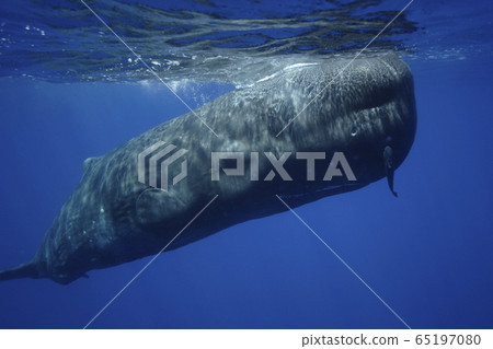 Sperm whale Sperm whale 65197080
