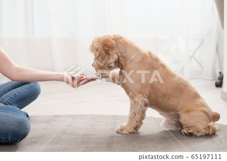 Cute beige cocker spaniel use smartphone indoors Cute beige cocker spaniel use smartphone indoors 65197111