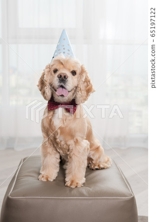 Dog in bow tie and party hat 65197122