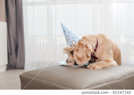Birthday dog licking delicious plate at home Birthday dog licking delicious plate at home 65197148