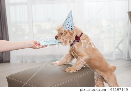 Female hand give dog to smell plate 65197149