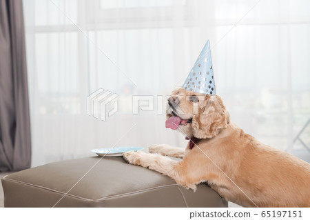 Beautiful dog waiting for birthday treat indoors 65197151