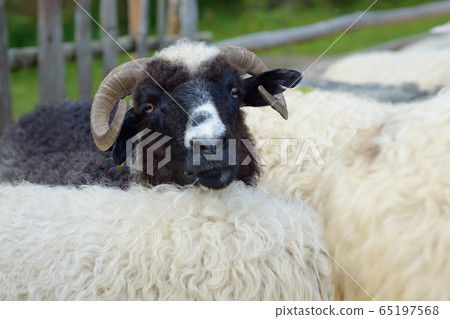 Portrait of a sheep Portrait of a sheep 65197568
