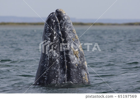 灰鯨 灰鯨 65197569