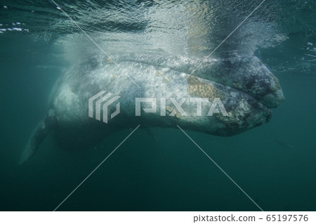 Gray Whale Gray Whale 65197576