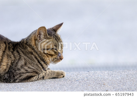 Sleeping cat Sleeping cat 65197943