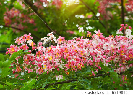 Blooming Blossom Cassia bakerianaflower. Blooming Blossom Cassia bakerianaflower. 65198101