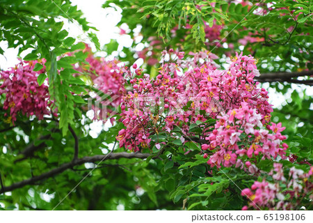 Blooming Blossom Cassia bakerianaflower. Blooming Blossom Cassia bakerianaflower. 65198106