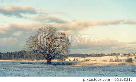 Big oak in the field in winter Big oak in the field in winter 65198313