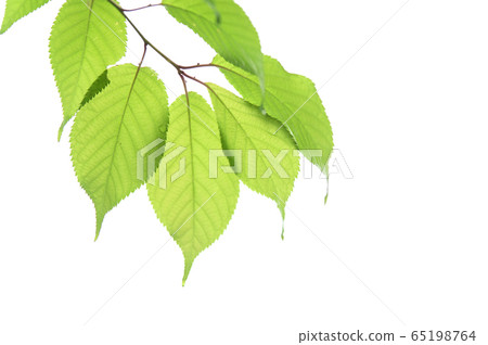 [Fresh green] Eco image (white background) 65198764