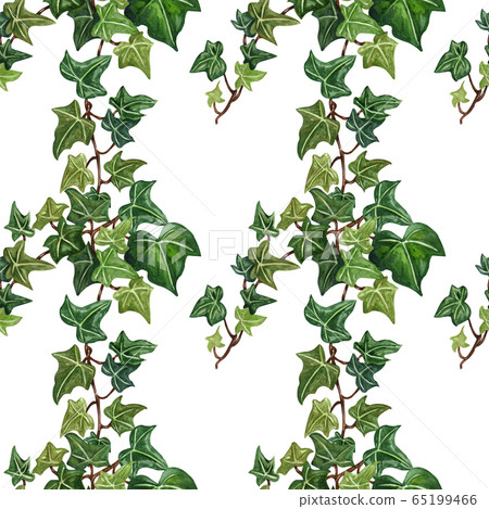 Watercolor Botanical Ivy Illustration. Hand Painted Green Ivy Leaves, White  Background. Stock Photo, Picture and Royalty Free Image. Image 122321217.