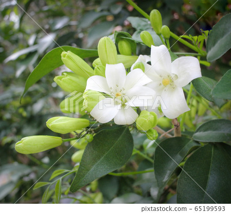 orange jasmine;Murraya paniculata ;Cosmetic Bark Tree on blossom in garden. orange jasmine;Murraya paniculata ;Cosmetic Bark Tree on blossom in garden. 65199593