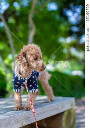 玩具貴賓犬紅色 玩具貴賓犬紅色 65199709