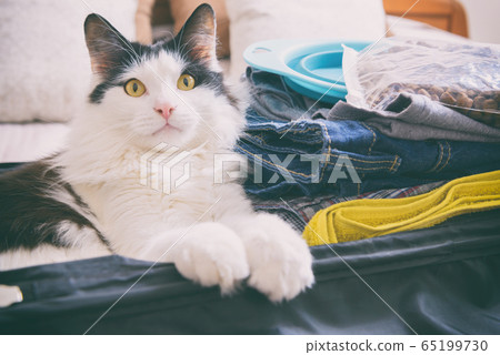Cat sitting in the suitcase 65199730