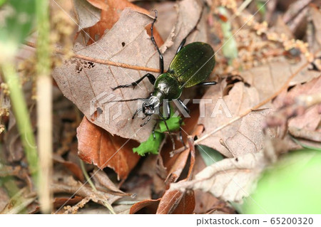 White-tailed beetle 65200320