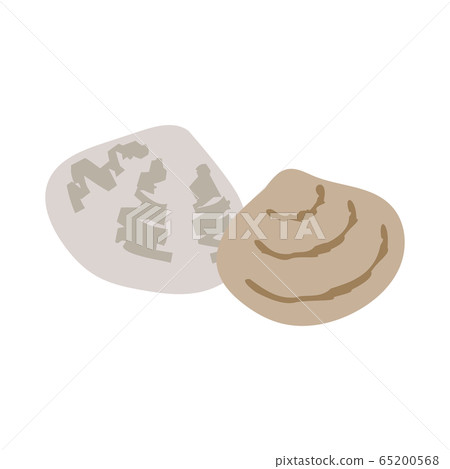 Simple vector illustration of clams Simple vector illustration of clams 65200568