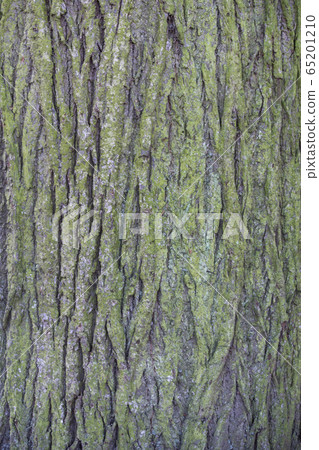 英國苔蘚樹幹表面 英國苔蘚樹幹表面 65201210