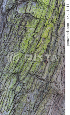 英國苔蘚樹幹表面 英國苔蘚樹幹表面 65201211