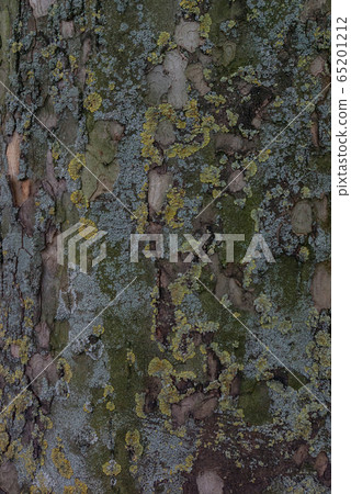 英國苔蘚樹幹表面 65201212