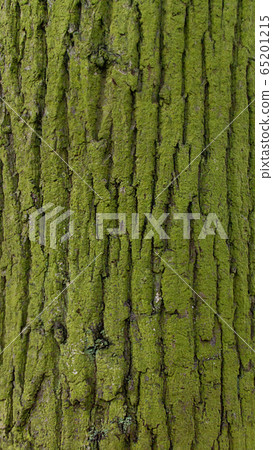UK moss tree trunk surface UK moss tree trunk surface 65201215