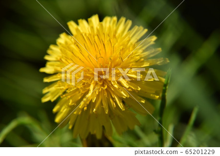 蒲公英花 蒲公英花 65201229