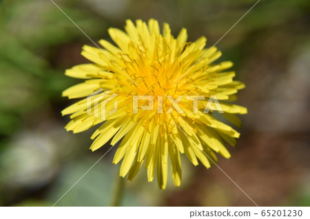 蒲公英花 蒲公英花 65201230