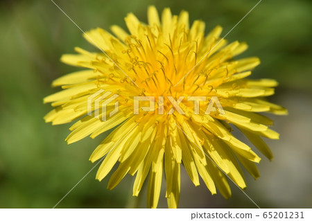 蒲公英花 蒲公英花 65201231