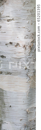 British birch trunk surface British birch trunk surface 65201395