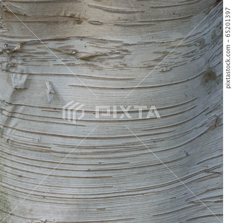 British birch trunk surface British birch trunk surface 65201397