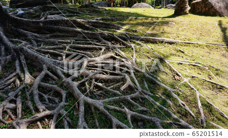Tropical tree roots in china. Summer time 65201514