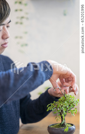 Bonsai boy image 65201996