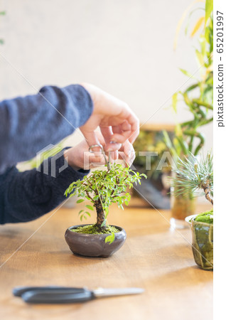Bonsai boy image 65201997