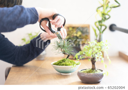 盆景男孩形象 盆景男孩形象 65202004