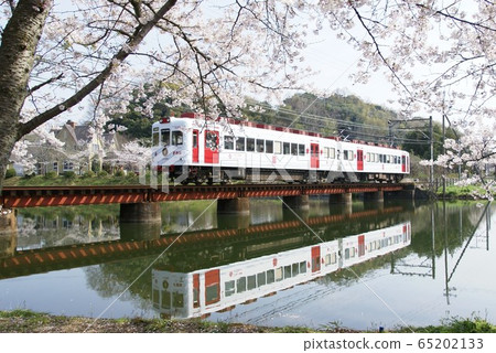 Kishigawa Line in full bloom 65202133