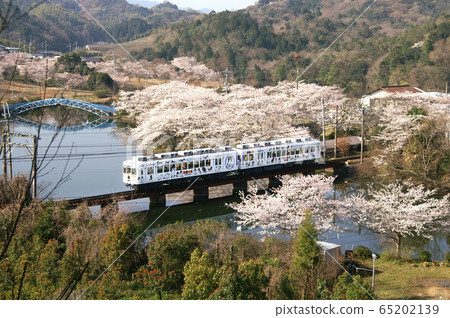 Kishigawa Line in full bloom Kishigawa Line in full bloom 65202139