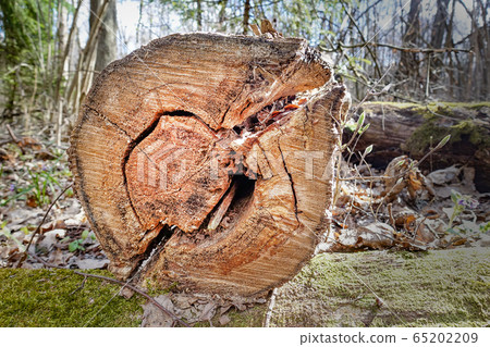 Drank old logs in the forest. Wood background. 65202209