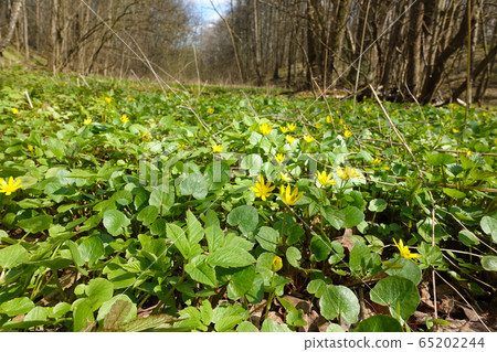 Forest herbs. Yellow forest flowers in green young Forest herbs. Yellow forest flowers in green young 65202244