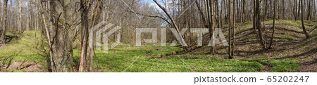 Spring forest on a sunny day. A floodplain of a Spring forest on a sunny day. A floodplain of a 65202247