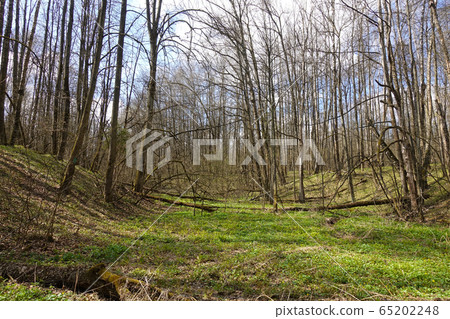 Spring forest on a sunny day. A floodplain of a Spring forest on a sunny day. A floodplain of a 65202248