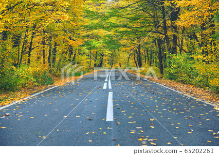 Narrow winding road in yellow autumn forest, with 65202261