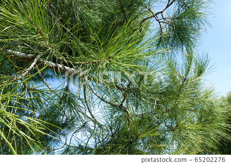 Closeup branch and needles of spruce Closeup branch and needles of spruce 65202276