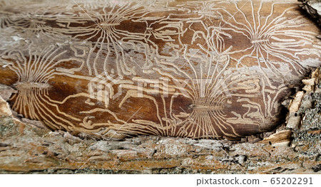 Traces of the pest on the bark of a tree in the Traces of the pest on the bark of a tree in the 65202291