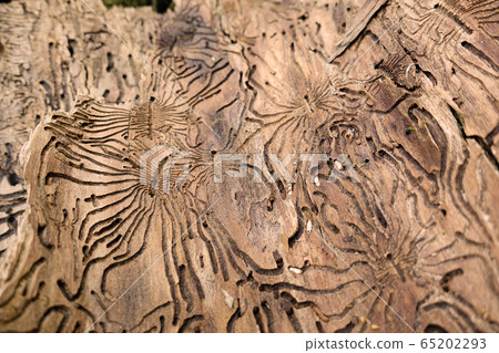 Traces of the pest on the bark of a tree in the Traces of the pest on the bark of a tree in the 65202293