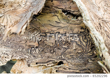 Traces of the pest on the bark of a tree in the 65202296